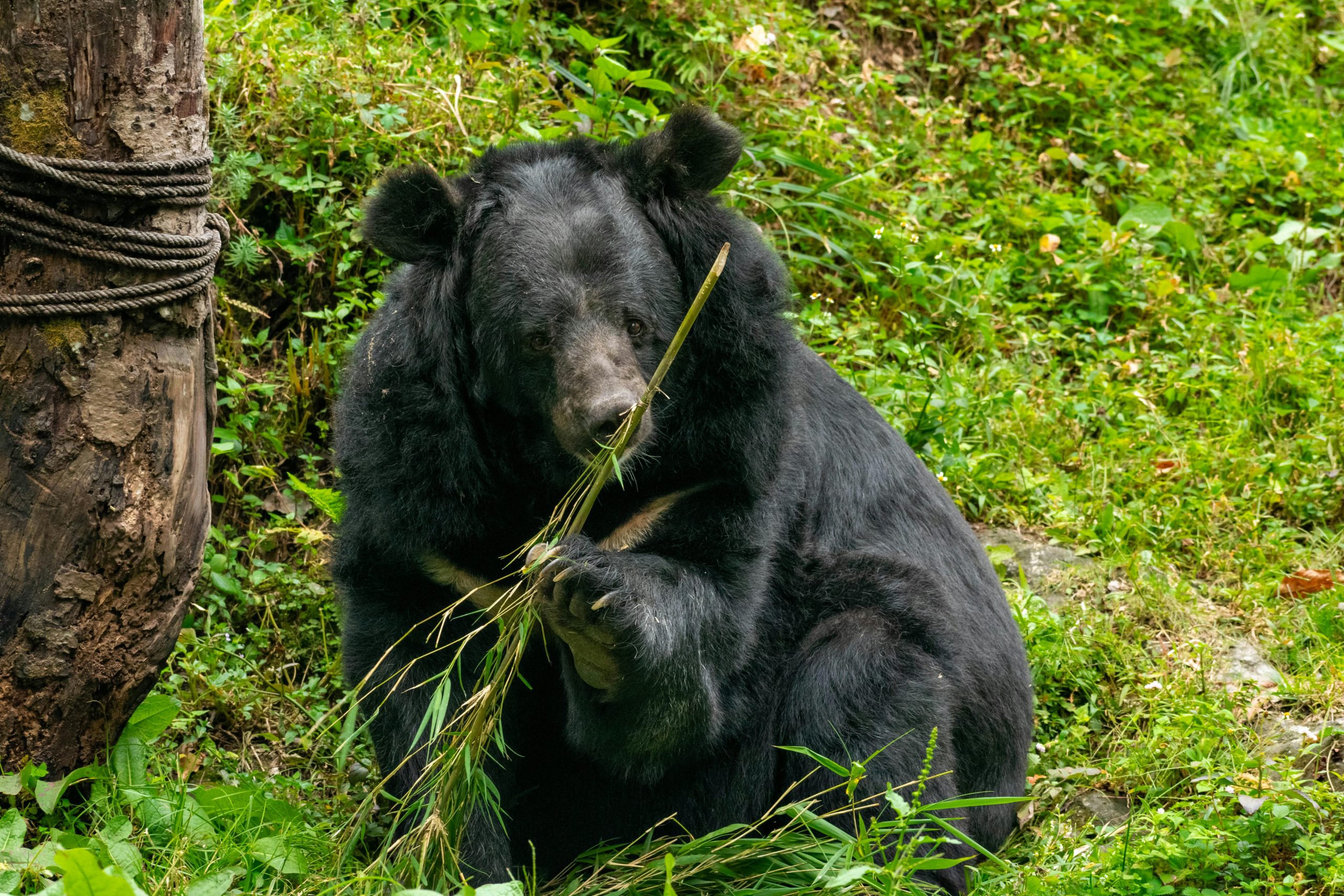Asiatic black bear feeding on bamboo